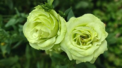 Green Romantica rose - 5 semi/green stem cuttings, no roots- rare and limited