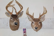 Pair Whitetail Deer Heads Shoulder Mounts Taxidermy Shed Antler Hunt Mule Cape