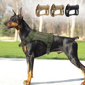dog molle