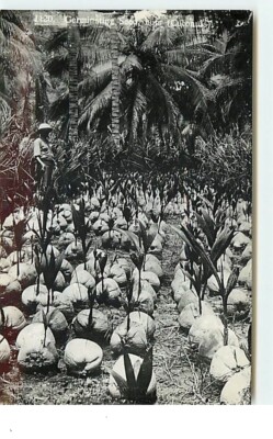 SINGAPUR - Keimende Samennüsse (Kokosnüsse) - 18958