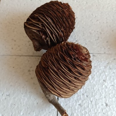 1 Pcs Cedar Cone Of Lebanon | Cedrus Libani Cedar Cone