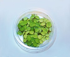 BÜSCHELFARN Salvina Schwimmpflanze Teichpflanze Balkonteich Teich Wasserpflanze