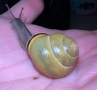 5 Captive Bred Grove Snails (Cepaea nemoralis), Live Pet Land Snails Ground Ship — photo 3