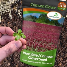40 LBS - Inoculated Bulk Crimson Clover Seed For Planting Pastures, Cover