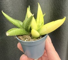 Sansevieria Mini Gold / Yellow Tip Pot 6cm Houseplant Rare Plant Snake plant 