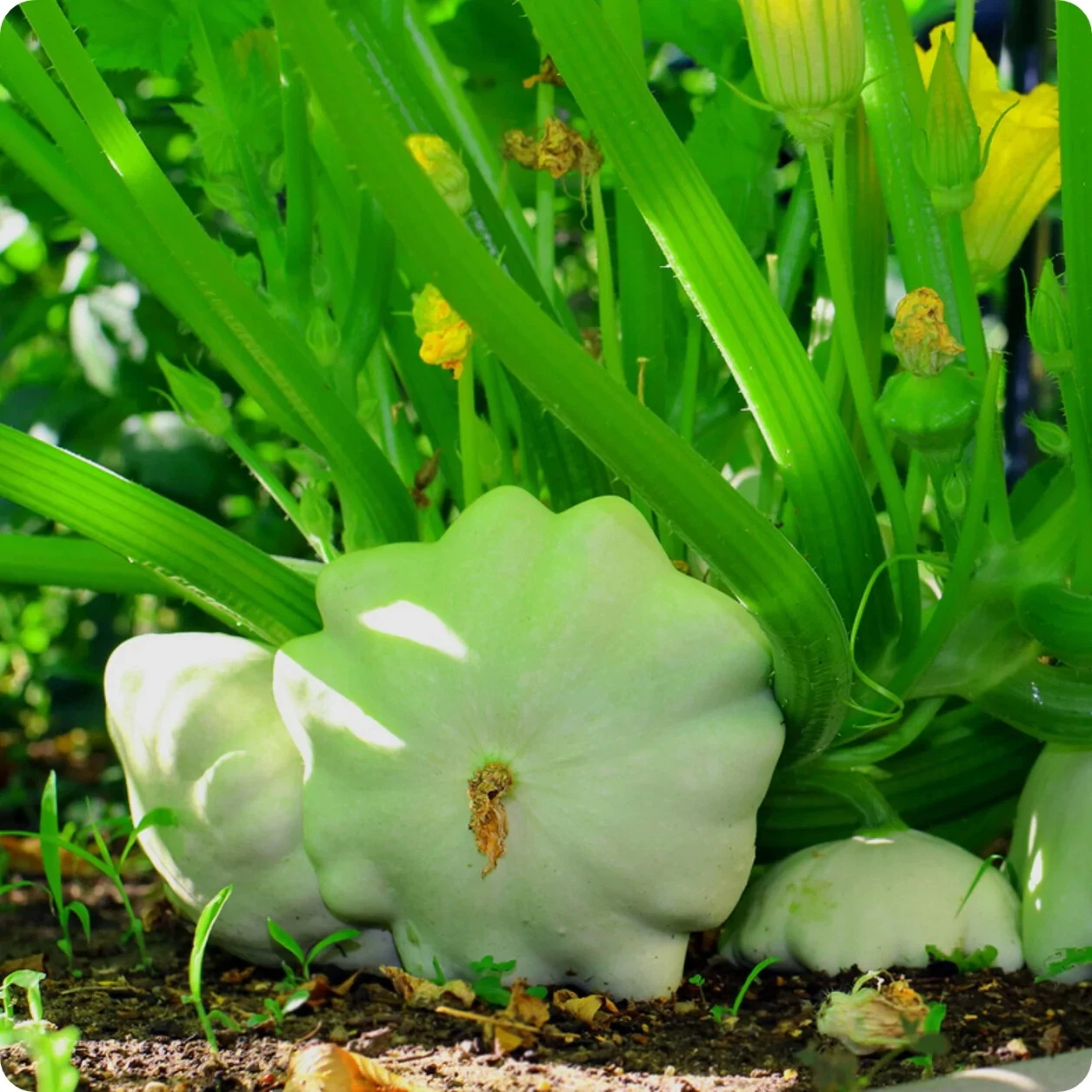 Southeast Seeds Bennings Green Tint Scallop Summer Squash Seeds