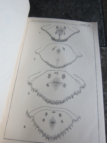 Annual Report Of The Commissioner of Agriculture Year 1880 - Picture 6 of 7