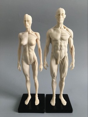 30cm Human Skeleton Anatomical Model Male＆Female Anatomy Skull Muscle Bone White