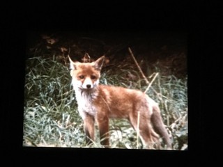 16mm Film "TIERE IN UNSEREM WALD" Lebensraum Wald. Beeindruckende Naturaufnahmen