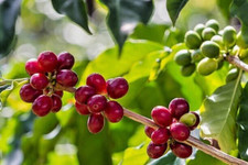 120 Liberica Coffee Seedss Coffea liberica For Planting