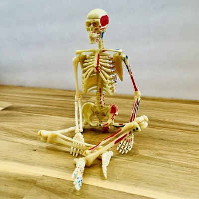 Learning Resources Human Skeleton Model - 41-Piece Anatomy Kit Kids STEAM Toy