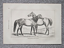 Vollblut Araber Pferd sind Stute - antiker Druck - um 1870