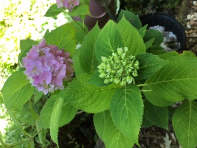 Flowering Bigleaf Hydrangea 15 - 18  inches  tall Qty-1  $22.00  each 