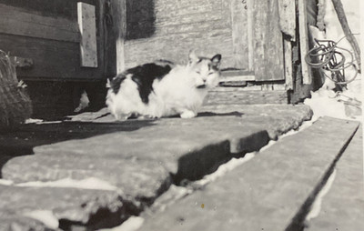 1940s Cute Kitty Cat on Porch Outdoors Winter Snow Pet Original Old Photo P23x26