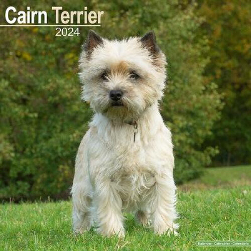 Cairn Terrier Calendar 2024  Square Dog Breed Wall Calendar - 16 Month
