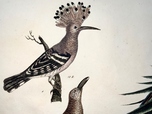 1819 Hoopoe, Bird of Paradise, ornithology, Strack, chalk lithograph hand colour - Picture 4 of 5