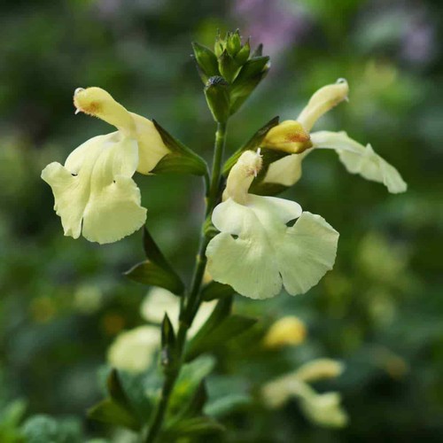 PERENNIAL SALVIA PLUG PLANTS PICK + MIX PAY ONLY ONE POSTAGE COST MIXED FLOWERS - Picture 68 of 88