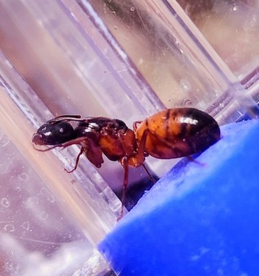 Queen Ant Camponotus vicinus buy one get free darker variant feeder insect.