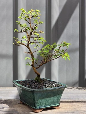 Chinese Elm Bonsai🍃 FREE EXPRESS POST 🍂 with the pot - image 1 of 4