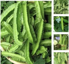 50+ SEEDS- Winged Bean | Asparagus Pea I Pallang I Four Angled Bean  I Dau Rong