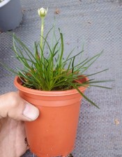 X4 Yes FOUR PLANTS Ameria Maritima Thrift Morning White Star