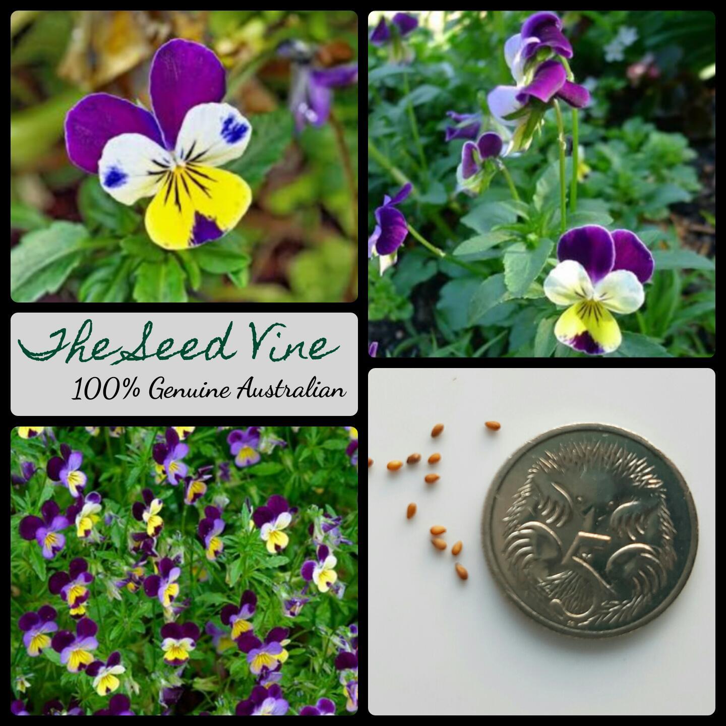 100+ VIOLA HEARTSEASE SEEDS ORGANIC (Viola Tricolor) Edible Flower