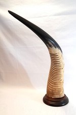 Grande corno di bue africano