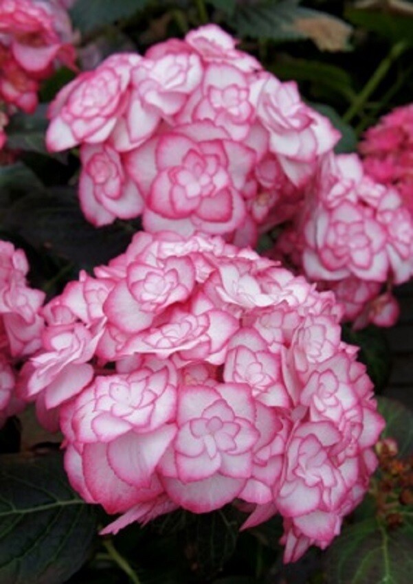 HYDRANGEA 'MISS SAORI'-  STARTER  PLANT - CUTBACK/DORMANT