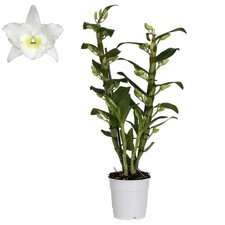 Dendrobium Nobile Orchidea Bianca 40-50 cm Orchidea da Interno Pianta Fioritura Forte