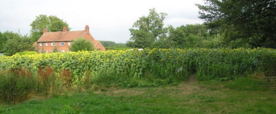 Foto 6x4 Sonnenblumenlabyrinth Walworth \/NZ2318 Ein Sommerfeature im New Moor Fa c2006