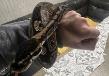 Live ball python Rehoming