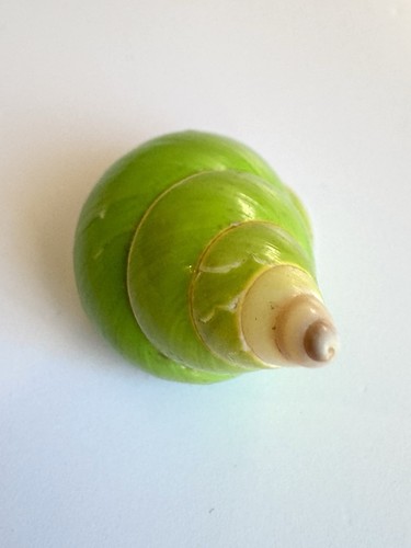 Papustyla Pulcherrima Land Snail Shell - 37.3 Manus Island Emerald Green Rare - Picture 5 of 12