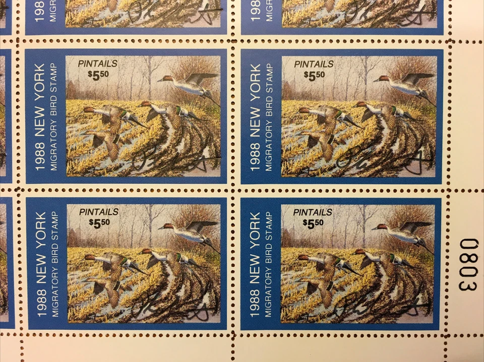 NY4s Nova York 1988 *FOLHA COMPLETA EM PERFEITO ESTADO ASSINADA* Plasschaert, Pintails *RARO* - Imagem 3 de 4