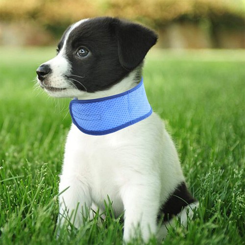 Thunder Shirts for Towels Drying Dogs Raincoat Cooling Bandana - Picture 9 of 12