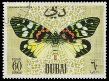 DUBAI Mi296 - Butterflies 