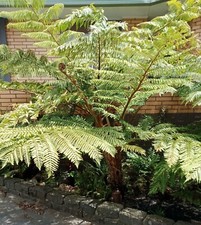 Árbol helecho espora png naranja gigante