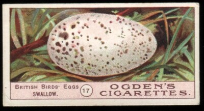 Tabakkarte, Ogen, Vögel Eier, 1904, Schwalbe, #17