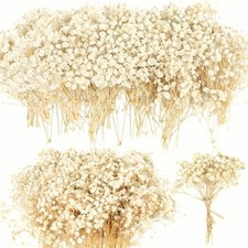 Dried Baby's Breath Flowers 90pcs Ivory White Bulk Wedding Decor Craft DIY