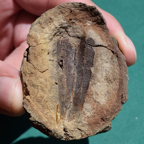 Conulariid Fossil from Devonian of Bolivia Paraconularia ulrichana - Picture 8 of 10