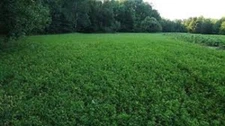 Premium DEER FOOD PLOT Seed Mix Alfalfa Ladino Clover Red Clover Chicory 90%Germ
