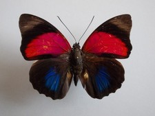 Agrias claudina croesus - AgriasButterflies.com