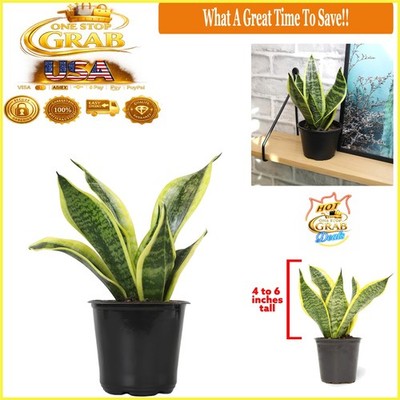 Live Sansevieria Superba Snake Plant in Pot - Low Maintenance Air Purifier  | eBay