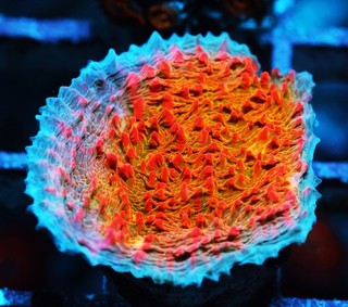 Livid Chalice Frag Zoanthids Zoa Paly SPS LPS Corals WYSIWYG