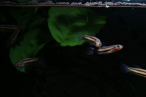 8x young Brunei beauty Betta Macrostoma - mouthbrooder, very rare, UK tank bred - Picture 7 of 7