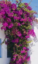 1 PC 3  POT ROYAL PURPLE BOUGAINVILLEA LIVE PLANT FRESH GUARANTEED BEST GIFT