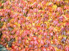 1-1000 PCS Japanese Creeper Grape Boston Ivy Tree Seeds Woodbine Shrub Vine 0187