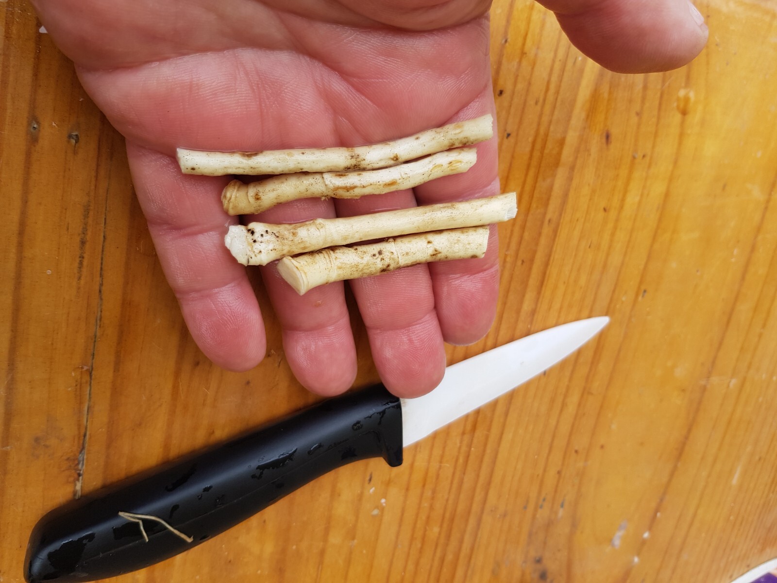 4 x Horseradish Cuttings Organic Free Postage eBay