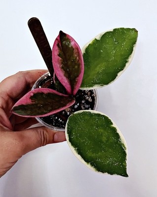 セールレア　ホヤ　Hoya carnosa Flamingo Dream Rare Hoya Carnosa FLAMINGO DREAM Variegated Tropical Vining EXACT