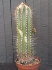 Copiapoa marginata (Chile) BIG PLANT cod. ebay-H032