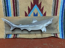 Mounted Little Shark Fish Reproduction Taxidermy Decor
